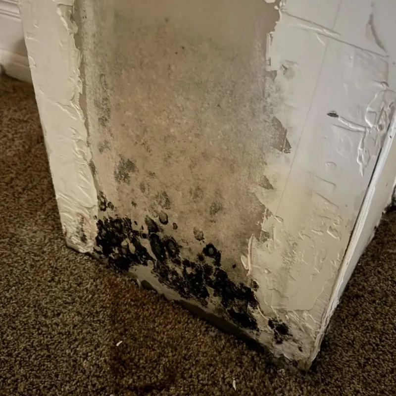 Professional Mold Removal in Yadkin County, NC